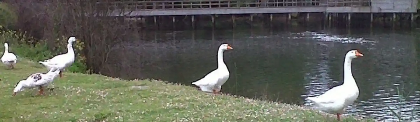 Avistamiento de aves en la ría del Sella (Asturias)