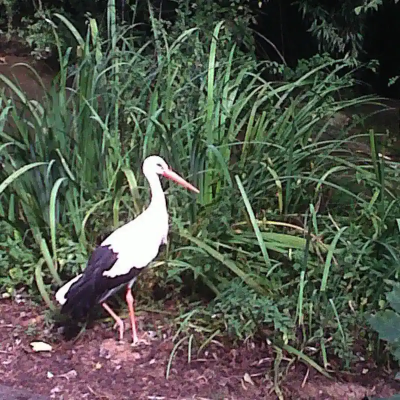 Avistamiento de aves en la ría del Sella (Asturias)